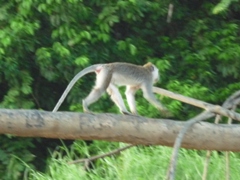 野生のサル