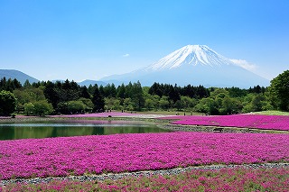 富士本栖湖リゾートの芝桜（山梨県富士河口湖町）